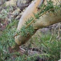 Juniperus communis at Weetangera, ACT - 2 May 2023 02:39 PM