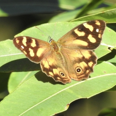 Heteronympha banksii (Banks' Brown) at Mallacoota, VIC - 24 Apr 2023 by GlossyGal