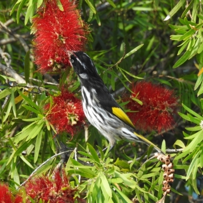 Phylidonyris novaehollandiae (New Holland Honeyeater) at Mallacoota, VIC - 24 Apr 2023 by GlossyGal