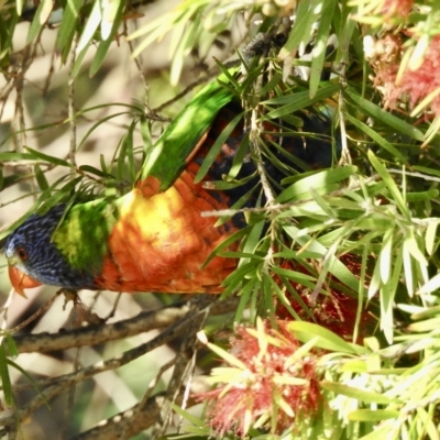 Trichoglossus moluccanus (Rainbow Lorikeet) at Mallacoota, VIC - 24 Apr 2023 by GlossyGal