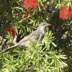 Anthochaera chrysoptera (Little Wattlebird) at Mallacoota, VIC - 24 Apr 2023 by GlossyGal