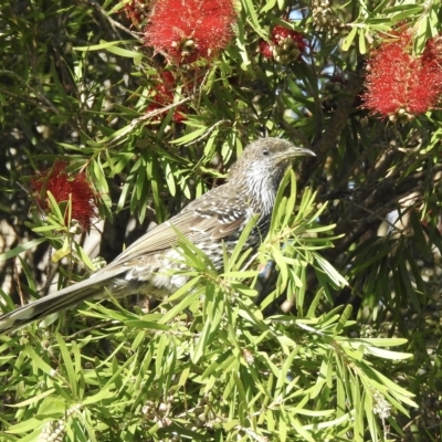 Anthochaera chrysoptera (Little Wattlebird) at Mallacoota, VIC - 24 Apr 2023 by GlossyGal