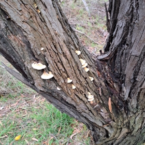 Truncospora ochroleuca at Fyshwick, ACT - 2 May 2023