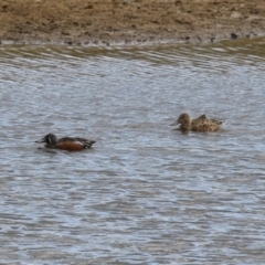 Spatula rhynchotis at Paddys River, ACT - 2 May 2023