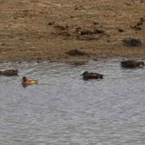 Spatula rhynchotis at Paddys River, ACT - 2 May 2023