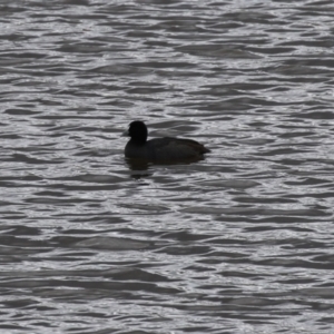 Fulica atra at Paddys River, ACT - 2 May 2023 01:19 PM