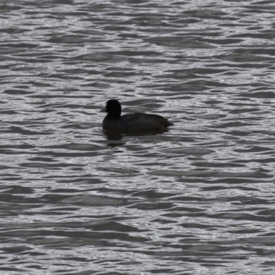 Fulica atra (Eurasian Coot) at Paddys River, ACT - 2 May 2023 by RodDeb