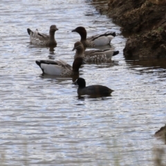 Fulica atra at Paddys River, ACT - 2 May 2023 01:19 PM