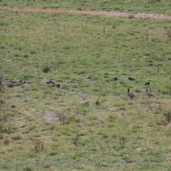 Fulica atra at Paddys River, ACT - 2 May 2023 01:19 PM