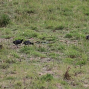 Fulica atra at Paddys River, ACT - 2 May 2023 01:19 PM