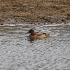 Aythya australis (Hardhead) at Lanyon - northern section - 2 May 2023 by RodDeb