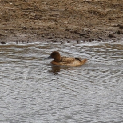 Aythya australis (Hardhead) at Paddys River, ACT - 2 May 2023 by RodDeb