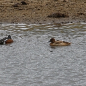 Aythya australis at Paddys River, ACT - 2 May 2023 01:13 PM