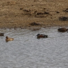 Aythya australis at Paddys River, ACT - 2 May 2023 01:13 PM