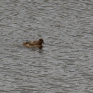 Aythya australis at Paddys River, ACT - 2 May 2023 01:13 PM