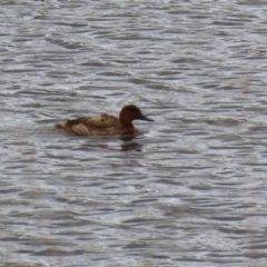 Aythya australis at Paddys River, ACT - 2 May 2023 01:13 PM