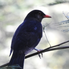 Turdus merula (Eurasian Blackbird) at Mallacoota, VIC - 24 Apr 2023 by GlossyGal