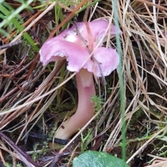 Hygrocybe sp. (Hygrocybe) at Tidbinbilla Nature Reserve - 2 May 2023 by GirtsO