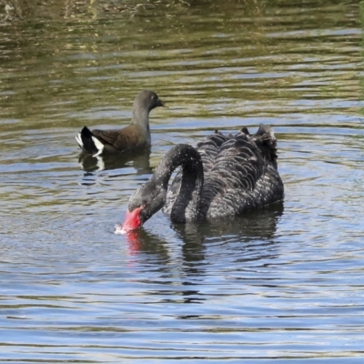 Cygnus atratus (Black Swan) at Denman Prospect, ACT - 28 Apr 2023 by AlisonMilton