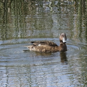 Aythya australis at Denman Prospect, ACT - 28 Apr 2023