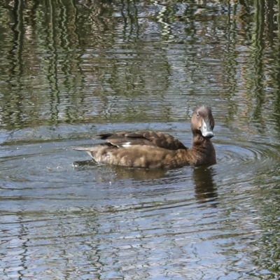 Aythya australis (Hardhead) at Denman Prospect, ACT - 28 Apr 2023 by AlisonMilton