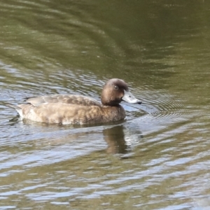 Aythya australis at Denman Prospect, ACT - 28 Apr 2023