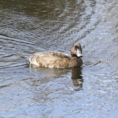 Aythya australis at Denman Prospect, ACT - 28 Apr 2023 01:05 PM