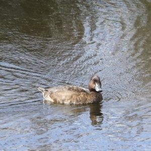 Aythya australis at Denman Prospect, ACT - 28 Apr 2023