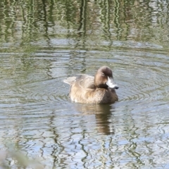 Aythya australis at Denman Prospect, ACT - 28 Apr 2023