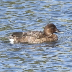 Aythya australis (Hardhead) at Coombs Ponds - 28 Apr 2023 by AlisonMilton
