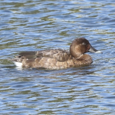 Aythya australis (Hardhead) at Coombs, ACT - 28 Apr 2023 by AlisonMilton