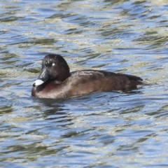 Aythya australis at Coombs, ACT - 28 Apr 2023