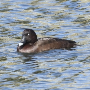 Aythya australis at Coombs, ACT - 28 Apr 2023