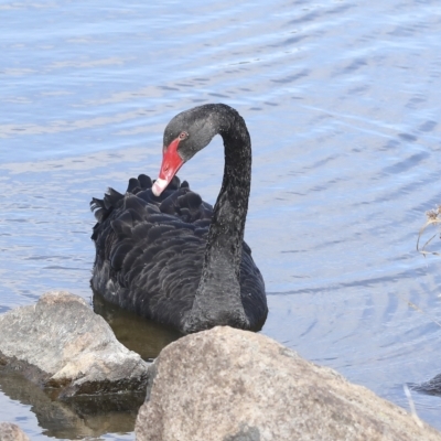 Cygnus atratus (Black Swan) at Coombs, ACT - 28 Apr 2023 by AlisonMilton