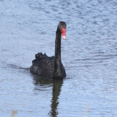 Cygnus atratus at Coombs, ACT - 28 Apr 2023