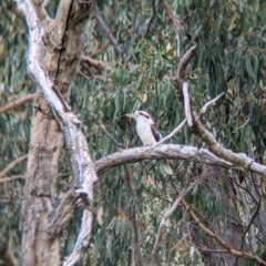 Dacelo novaeguineae (Laughing Kookaburra) at Jindera, NSW - 1 May 2023 by Darcy