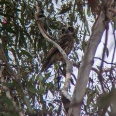 Ninox boobook (Southern Boobook) at Moorwatha, NSW - 2 May 2023 by Darcy