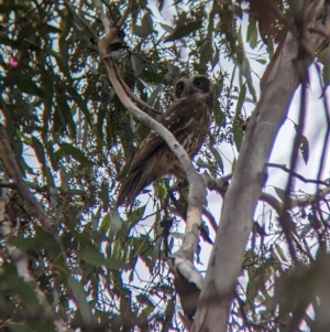 Ninox boobook at Moorwatha, NSW - 2 May 2023