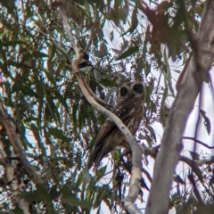 Ninox boobook at Moorwatha, NSW - 2 May 2023