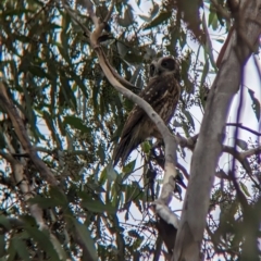 Ninox boobook at Moorwatha, NSW - 2 May 2023