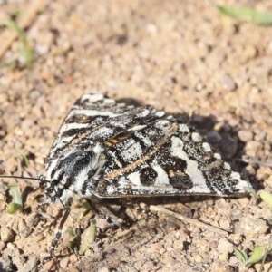 Apina callisto at Coombs, ACT - 28 Apr 2023