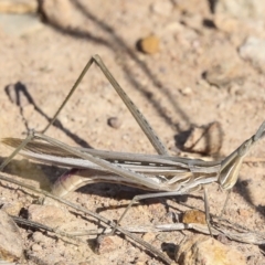 Acrida conica (Giant green slantface) at Molonglo River Reserve - 28 Apr 2023 by AlisonMilton