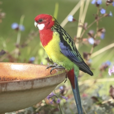 Platycercus eximius (Eastern Rosella) at Higgins, ACT - 27 Apr 2023 by AlisonMilton