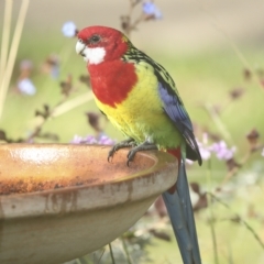 Platycercus eximius at Higgins, ACT - 27 Apr 2023 10:02 AM