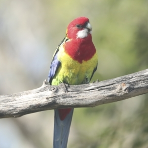 Platycercus eximius at Higgins, ACT - 27 Apr 2023 10:02 AM