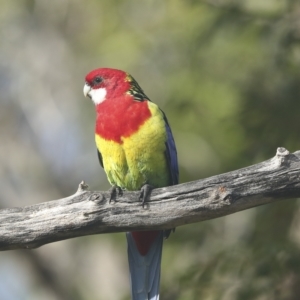 Platycercus eximius at Higgins, ACT - 27 Apr 2023 10:02 AM