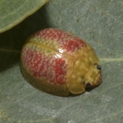 Paropsisterna fastidiosa at Kambah, ACT - 3 Mar 2023 10:37 AM