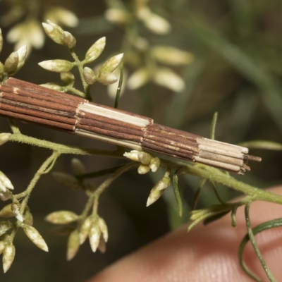 Lepidoscia arctiella (Tower Case Moth) at Pialligo, ACT - 25 Mar 2023 by AlisonMilton