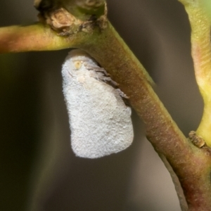 Anzora unicolor at Kambah, ACT - 3 Mar 2023 12:34 PM