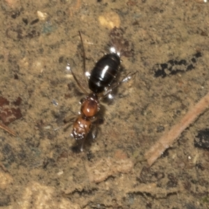 Camponotus sp. (genus) at Pialligo, ACT - 26 Mar 2023 09:22 AM